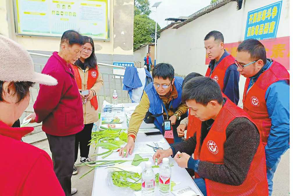 让老百姓放心吃菜